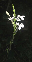 Pseuderanthemum subviscosum