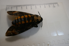 Acherontia atropos