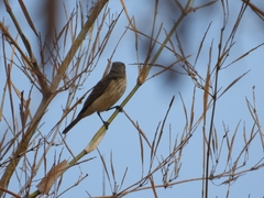 Pachycephala rufiventris