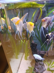 Pterophyllum scalare