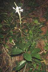 Pseuderanthemum subviscosum