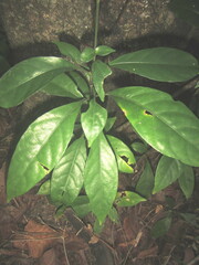 Pseuderanthemum subviscosum