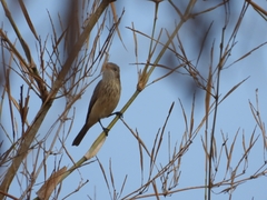 Pachycephala rufiventris