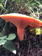Lactarius deterrimus