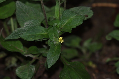 Sigesbeckia jorullensis