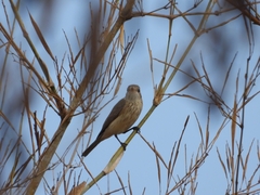 Pachycephala rufiventris