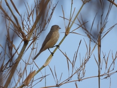 Pachycephala rufiventris