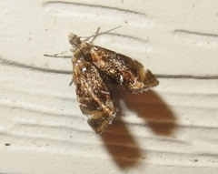 Prochoreutis inflatella