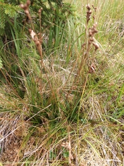 Juncus squarrosus