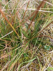 Juncus squarrosus