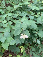 Symphoricarpos albus