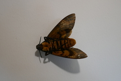 Acherontia atropos