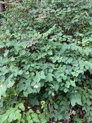 Symphoricarpos albus