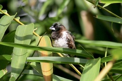 Spermestes cucullata