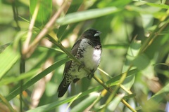 Spermestes cucullata