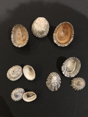 Cellana tramoserica
