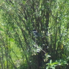 Chloroceryle americana