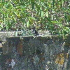 Chloroceryle americana