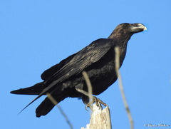 Corvus albicollis