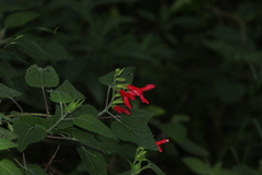 Salvia fulgens