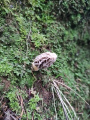 Morchella