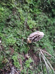 Morchella