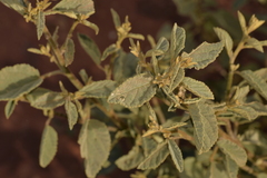 Malvaceae