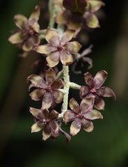 Veratrum