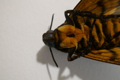 Acherontia atropos