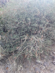 Periploca laevigata