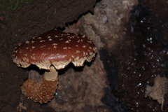 Hemistropharia