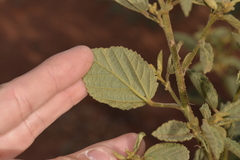 Malvaceae