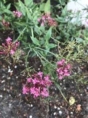 Centranthus ruber