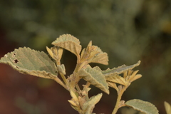 Malvaceae