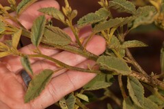 Malvaceae