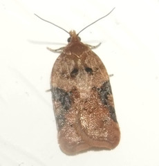 Acleris braunana