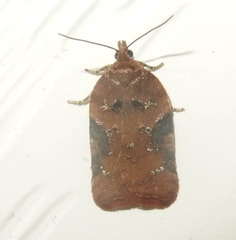 Acleris braunana