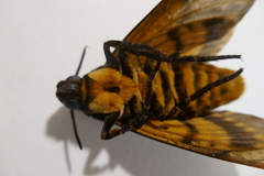 Acherontia atropos