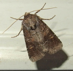Oligia minuscula