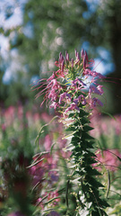 Cleome spinosa