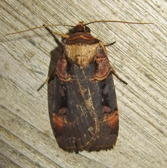 Pseudohermonassa bicarnea