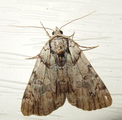 Catocala praeclara