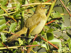 Andropadus importunus