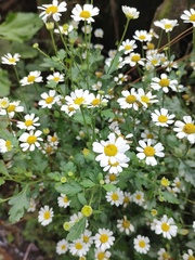 Tanacetum