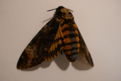 Acherontia atropos