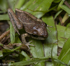 Pelodryadidae