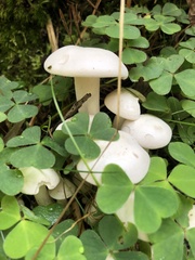 Leucocybe connata