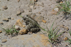 Incilius occidentalis