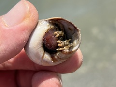 Clibanarius vittatus