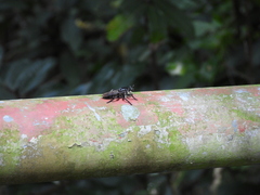 Tabanomorpha